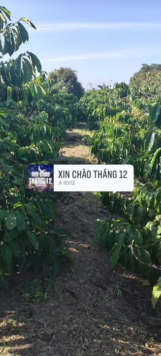 Đất nền Quảng Hiệp, Cư M'gar 500m² - Chính chủ, giá thỏa thuận!