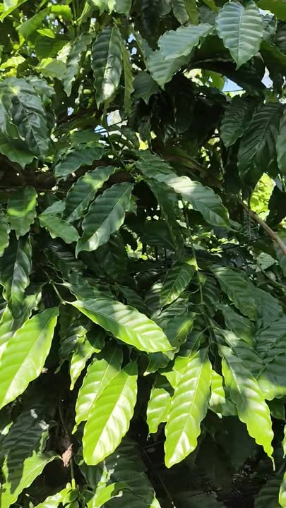 Đất nền 18.000m² tại Thôn Hiệp Thành, Đắk Lắk - Giá chỉ 900 triệu!