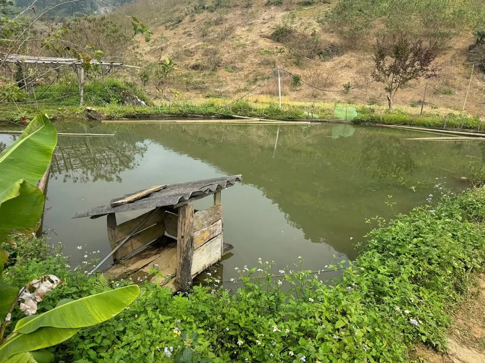 Đất farm 3ha tại Mộc Châu giá 4 tỷ - Sổ hồng chính chủ, vị trí đẹp!