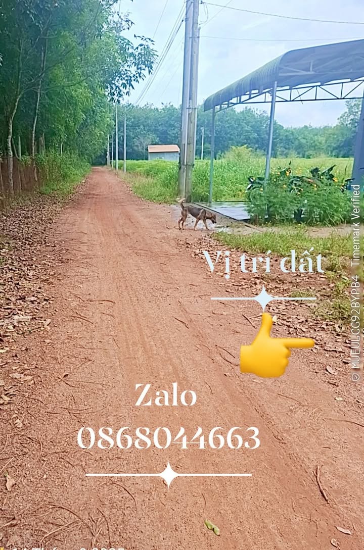 Đất thổ cư Tân Hiệp Phú Giáo 180m² giá chỉ 500 triệu - Cơ hội đầu tư tuyệt vời!