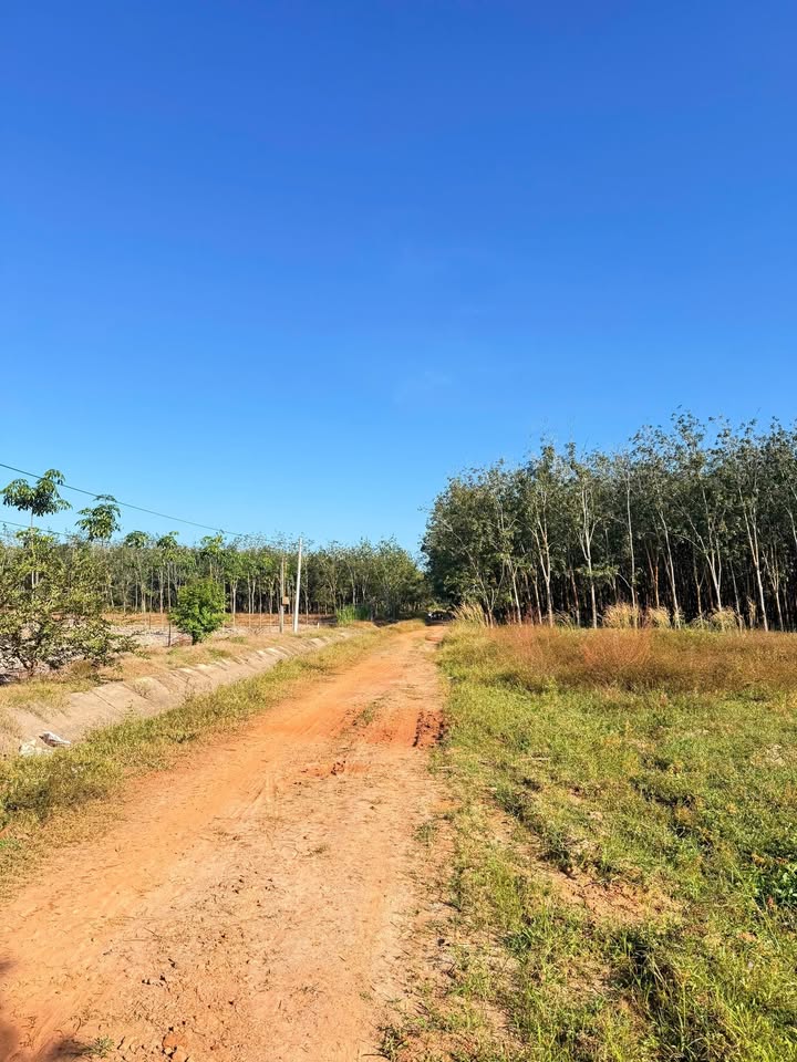 Đất nền ấp 5, xã Trà Vong, Tân Biên 13,000m² giá 1.5 tỷ - Đầu tư sinh lời ngay!