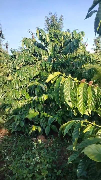 Đất thổ cư 200m² tại Ea Ning, Đắk Lắk - Giá chỉ 305 triệu/sào!