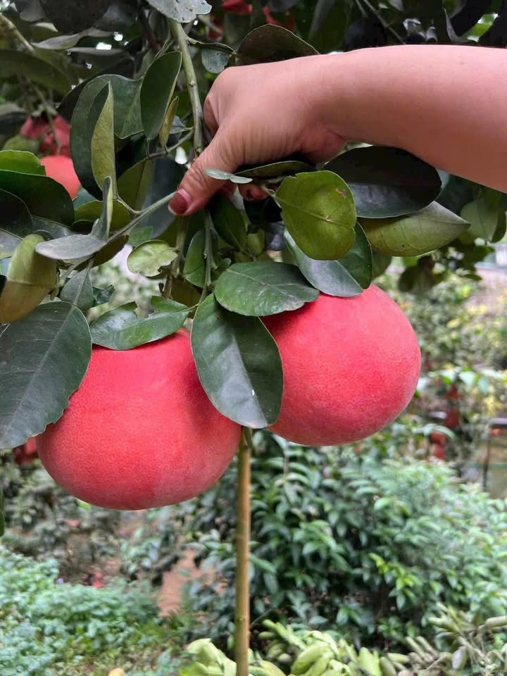 Đất nền Kim Thành Hải Dương 100m² giá thỏa thuận - Cơ hội đầu tư tốt!