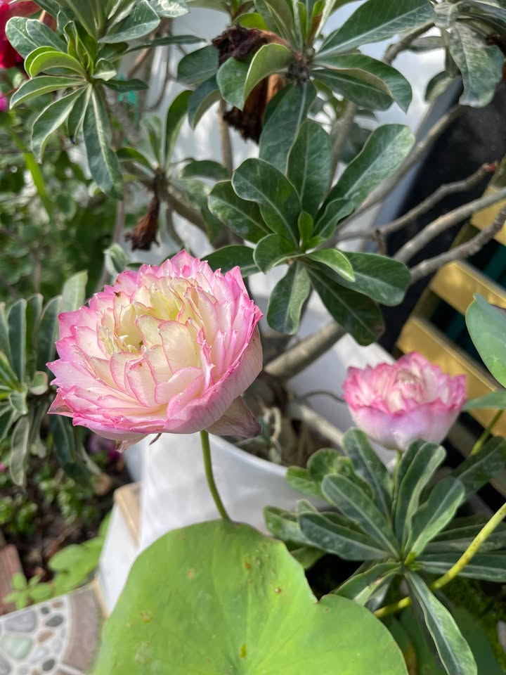 Căn hộ Hưng Phú Cái Răng 50m² giá 1.25 tỷ - Sẵn sàng vào ở ngay!