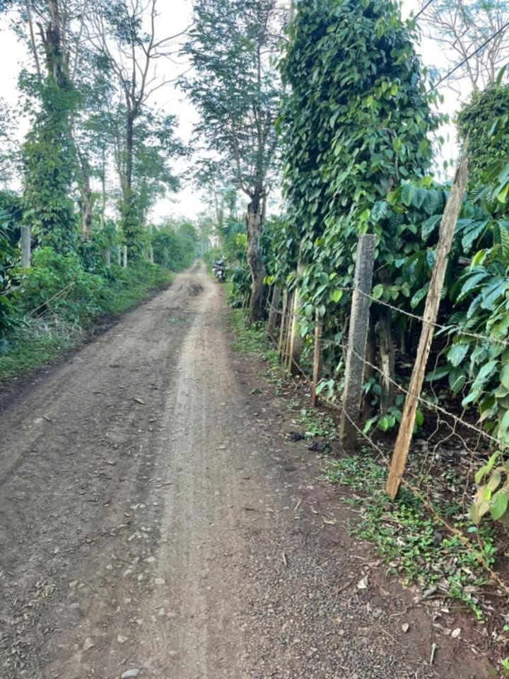 Đất nông nghiệp 5 sào tại Cư Dliê M'nông giá chỉ 3.25 tỷ - Tiềm năng đầu tư lớn!