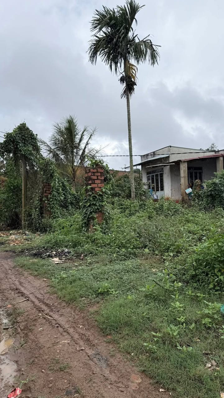 Đất vườn 1560m² tại Buôn Hồ - Giá 175 triệu, cơ hội đầu tư tuyệt vời!