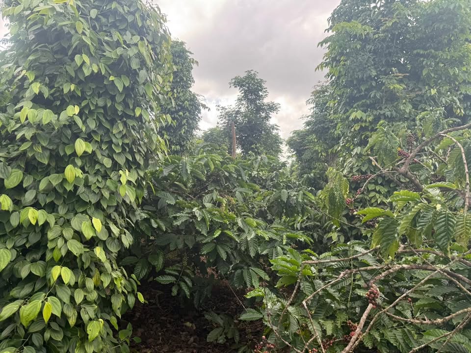 Đất nông nghiệp xã Ea Hiao, huyện Ea H'leo, Đắk Lắk 10.000m² giá 3.6 tỷ - Đất đầu tư tiềm năng!