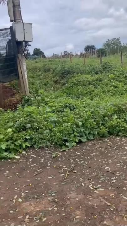 Đất thổ cư đường Phạm Hồng Thái, Buôn Hồ 280m² giá 2.744 tỷ - Cơ hội đầu tư giá rẻ!