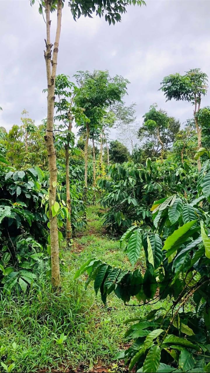 Đất nông nghiệp Ea Hồ Krông Năng 5700m² giá 22.8 tỷ - Tiềm năng phát triển cao!