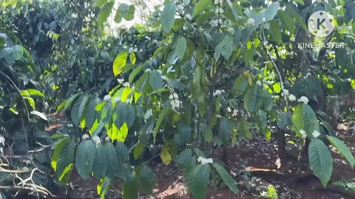 Farm Đắk Sin 30,000m² giá 4.7 tỷ - Đất màu mỡ, tiện lợi tưới tiêu!