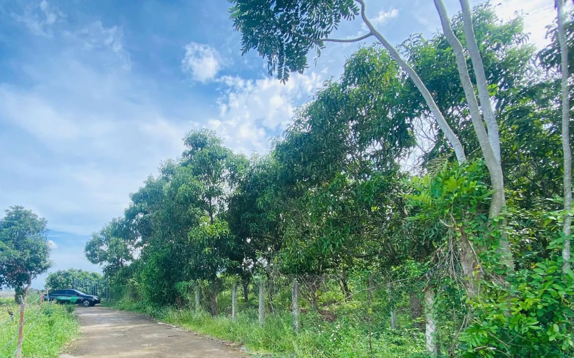 Đất vườn Suối Cát, Cam Lâm 945m² giá 879 triệu - Đầu tư sinh lời ngay!