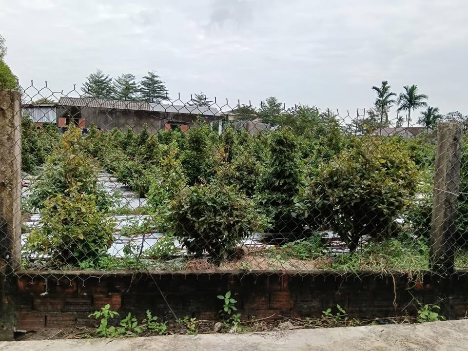 Đất Tịnh Phong Sơn Tịnh 130m² giá 500 triệu - Vị trí đẹp, thuận tiện an cư!