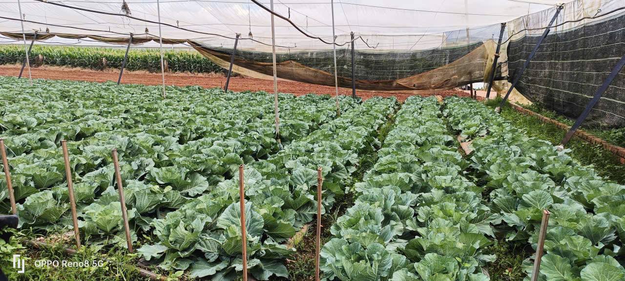 Đất nền 2000m² đường Suối Thông, Đạ Ròn - Sổ đỏ chính chủ, giá 2.65 tỷ!