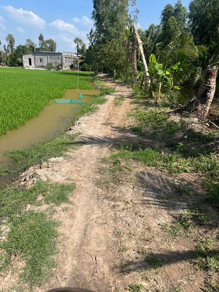 Đất ruộng 9 công tại K6 Tân Hội Trung, Cao Lãnh - Giá chỉ 1.53 tỷ!