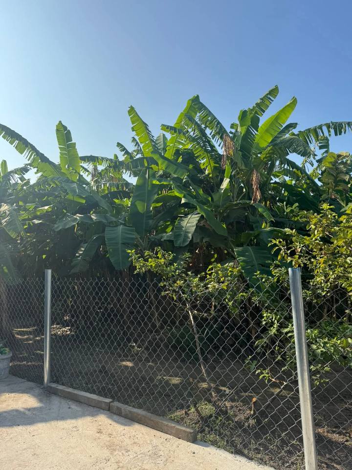 Đất nền Bà Điểm, Hóc Môn 85m² giá 3.65 tỷ - Sổ hồng chính chủ, xây dựng tự do!