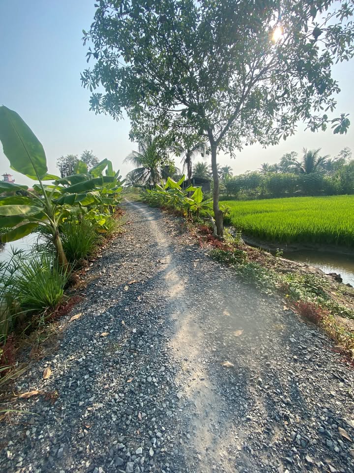 Đất nền xã Mỹ Thạnh Đông, huyện Đức Huệ, 140m² chỉ 300 triệu - Sổ hồng riêng chính chủ!