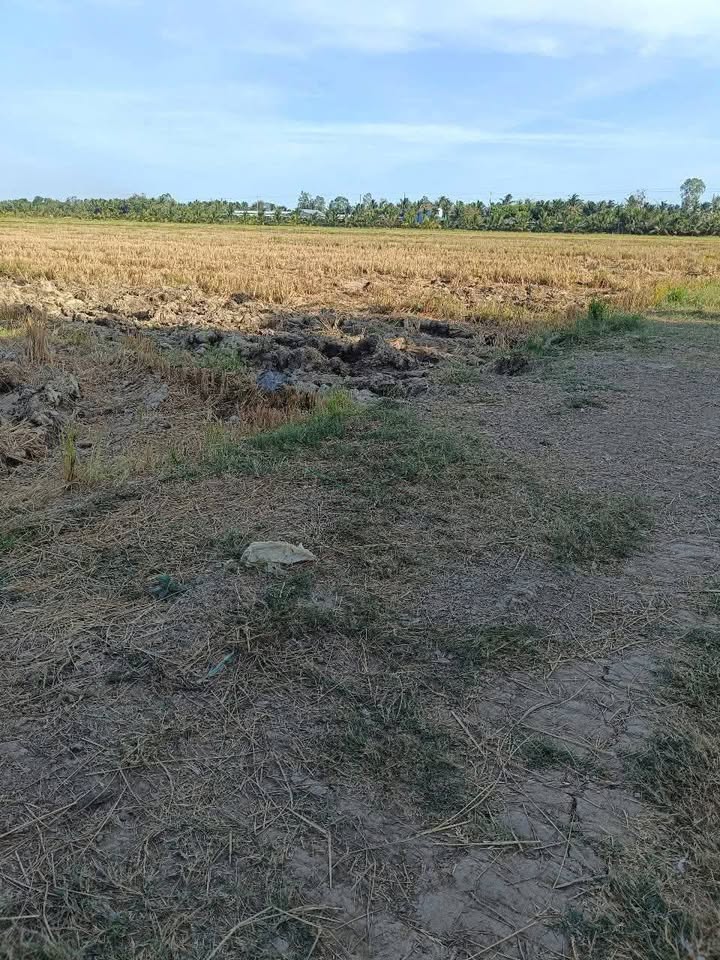 Đất ruộng Mỹ Hòa, Ba Tri, Bến Tre 5200m² giá 780 triệu - Cơ hội đầu tư hấp dẫn!