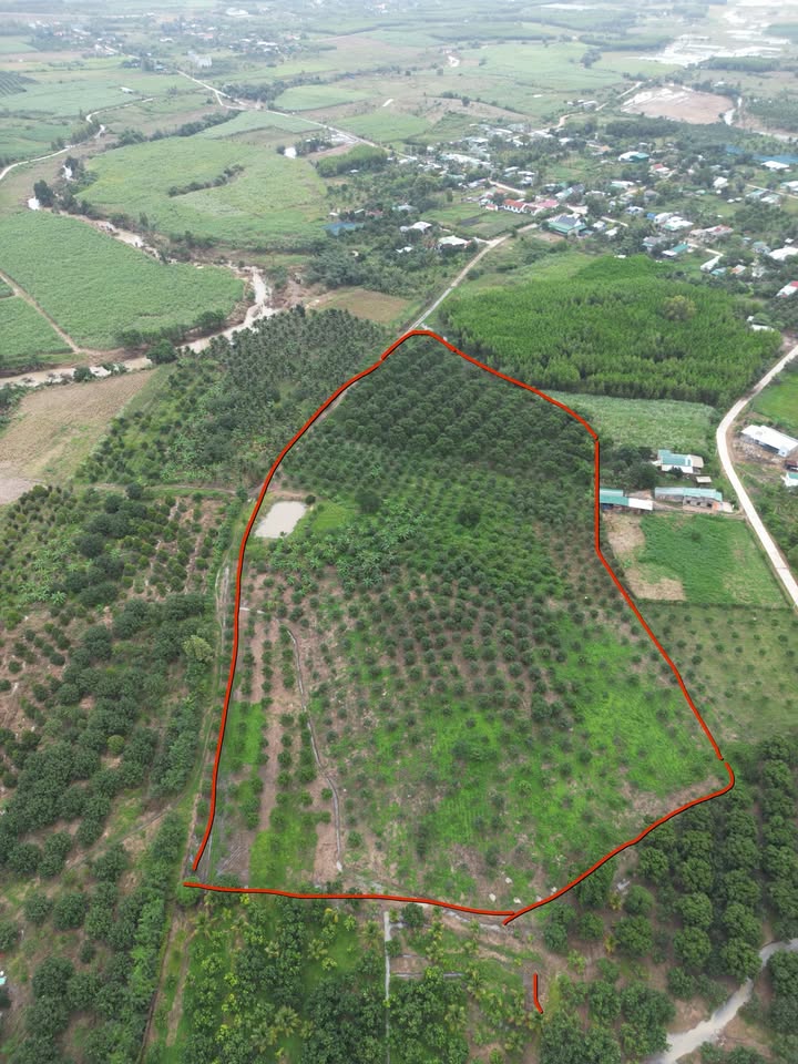 Đất Farm Ninh Tân Ninh Hòa 3ha giá 2,5 tỷ - Vị trí tiềm năng, sổ hồng chính chủ!