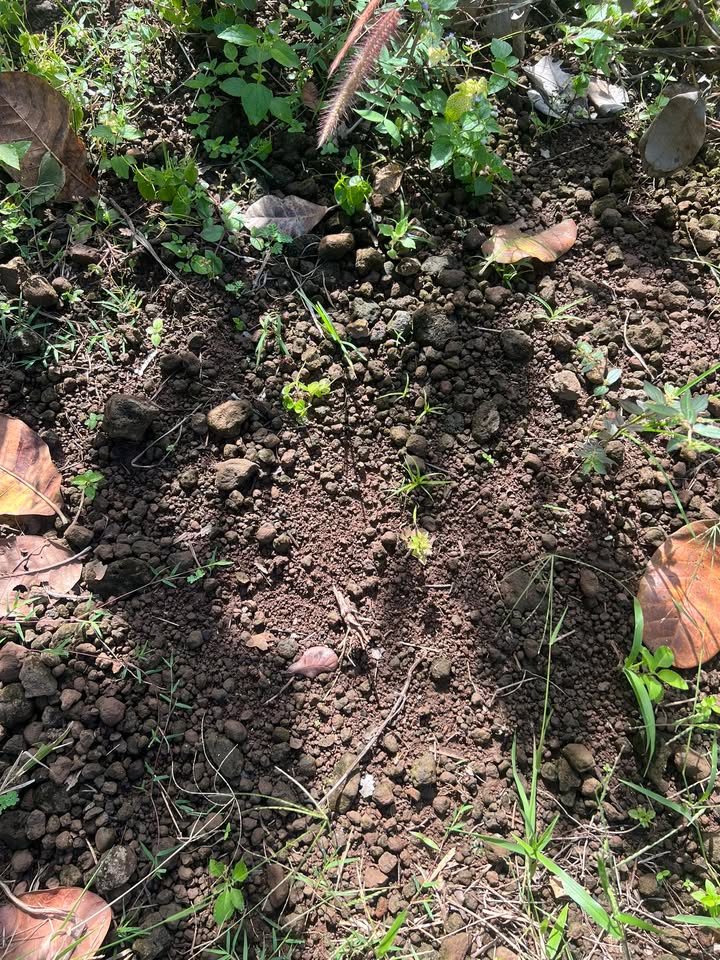 Farm Bảo Bình Cẩm Mỹ 11,000m² giá thỏa thuận - Thích hợp trồng chuối!