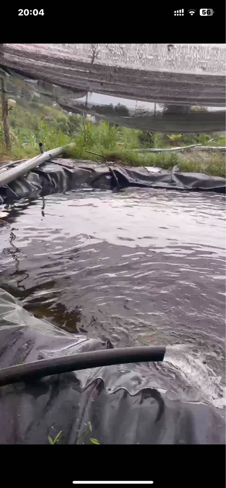 Farm nuôi cá tầm tại Nà Hẩu, Văn Yên 2000m² giá 750 triệu - Cơ hội đầu tư tuyệt vời!