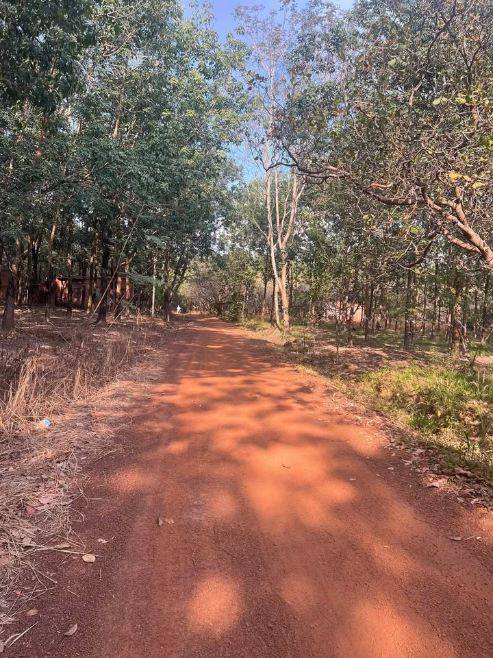 Đất nền Lộc Thiện, Lộc Ninh 10.000m² giá chỉ 1.3 tỷ - Cơ hội đầu tư hiếm có!