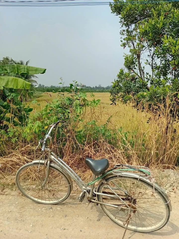 Đất lúa 1000m² tại ấp 2 Tân Thành, Thủ Thừa - Giá 1,3 tỷ, Đường xe ô tô