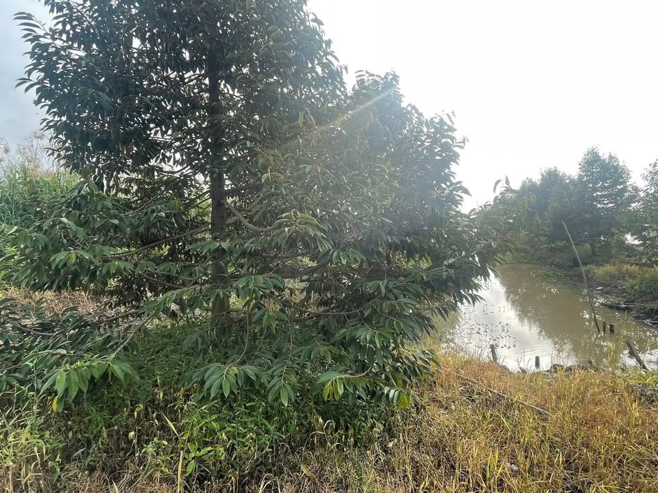 Farm 4,000m² Trường Xuân, Thới Lai, Cần Thơ giá 1.69 tỷ - Bán gấp!