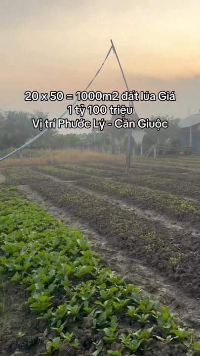 Đất nền 1000m² tại Phước Lý, Cần Giuộc - Giá cực tốt, sổ hồng riêng!