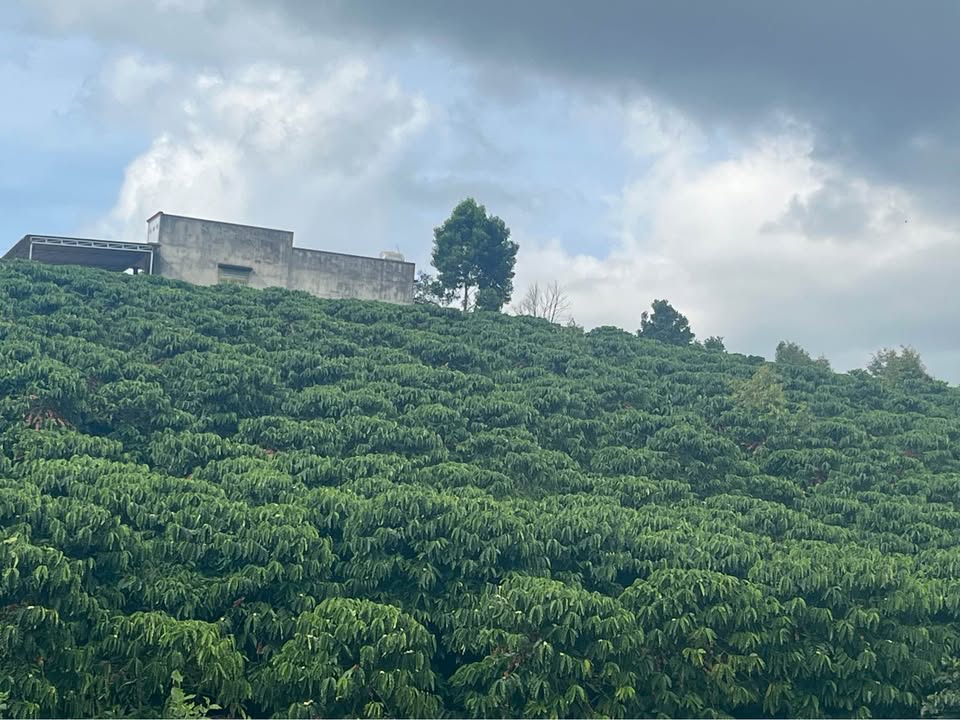 Đất nền Liên Hà 20.000m² giá 2 tỷ - Đất đỏ màu mỡ, phát triển bền vững!