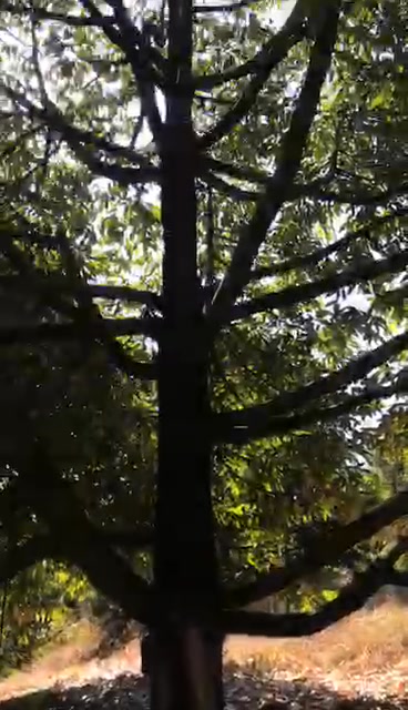 Lô Sầu Riêng Kết Hợp Nhà Yến 1,7ha Đạ P’Loa, Lâm Đồng - Cơ Hội Đầu Tư Hiếm Có!