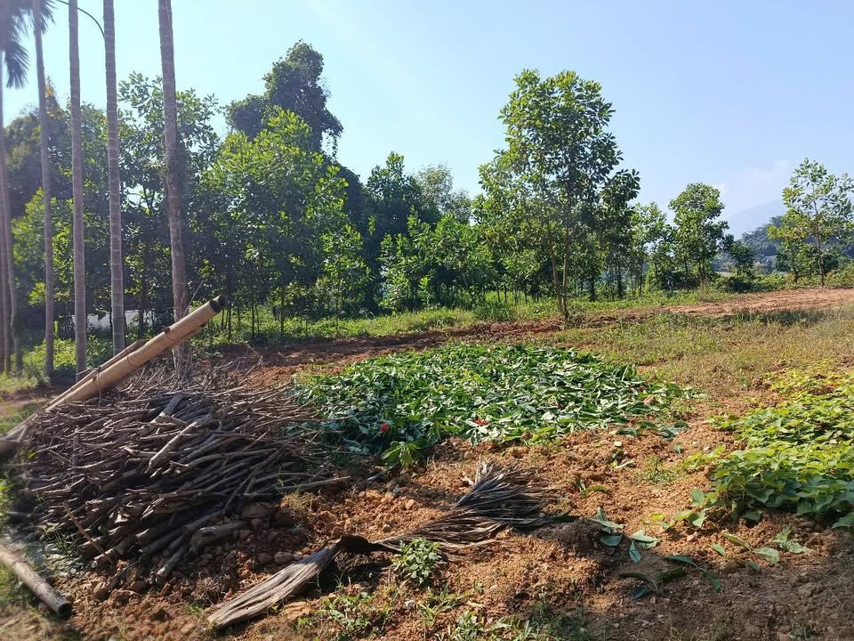 Đất nền Tân Long, Yên Sơn 1235m² - Giá tốt cho nhà đầu tư!