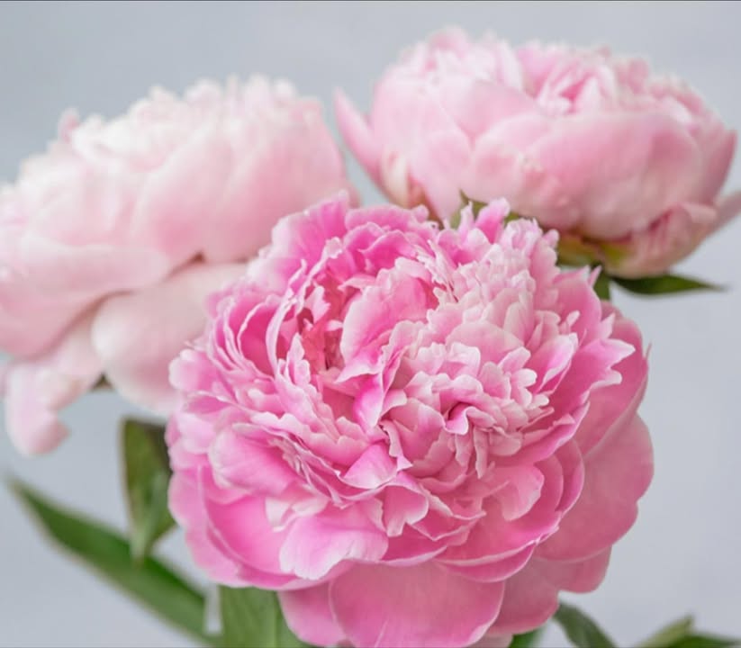 Đất nền Tân Hiệp Hóc Môn 100m² giá 2.75 tỷ - Cơ hội đầu tư hấp dẫn!