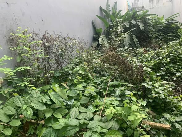 Đất nền đường Hoàng Quốc Việt, quận 7, 113m² - Gần Phú Mỹ Hưng, giá tốt!