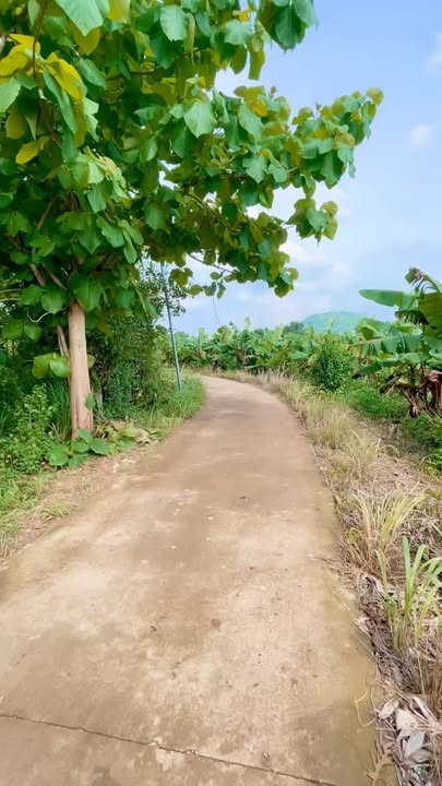 Đất nền 1 sào 2 tại Định Quán, Đồng Nai - Giá chỉ 549 triệu - Tiềm năng đầu tư vượt trội!