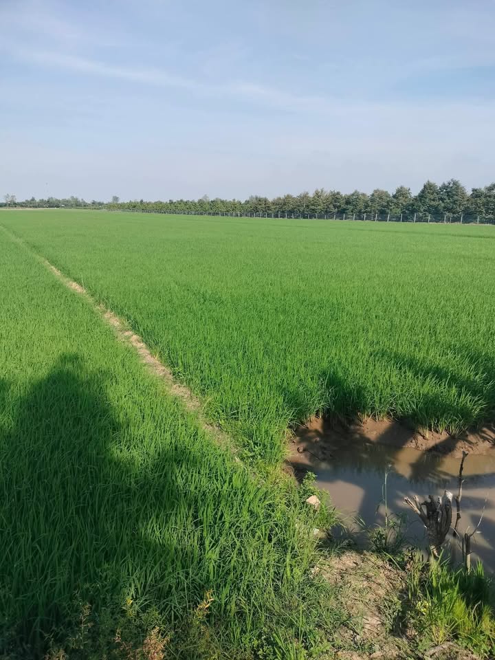 Đất thổ cư xã Thanh Mỹ, Đồng Tháp 13000m² - Giá chỉ 9.9 tỷ, thương lượng trực tiếp!