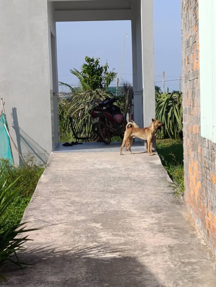 Đất cây trồng Tiến Lợi Phan Thiết 100m² giá 150 triệu - Cơ hội đầu tư tốt!