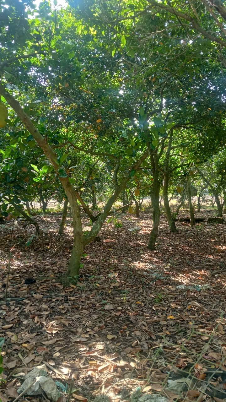 Đất nền 2 sào Xuân Thiện, 8000m² giá 1.95 tỷ - Sổ hồng chính chủ!