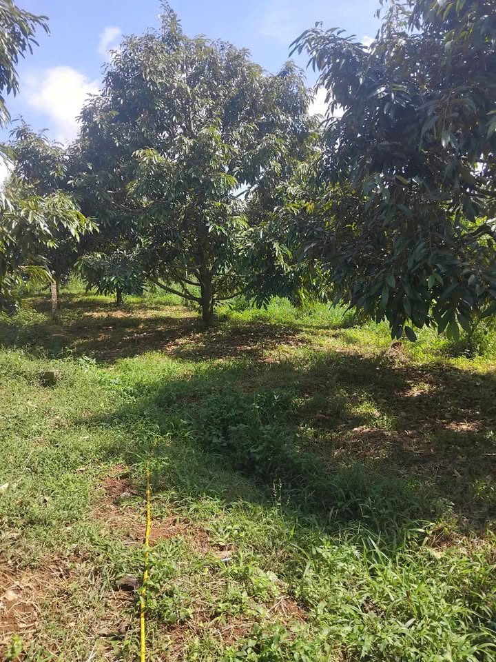 Đất nhà vườn 69999m² xã Ea Tam, Krông Năng giá 5.8 tỷ - Cơ hội đầu tư hấp dẫn!