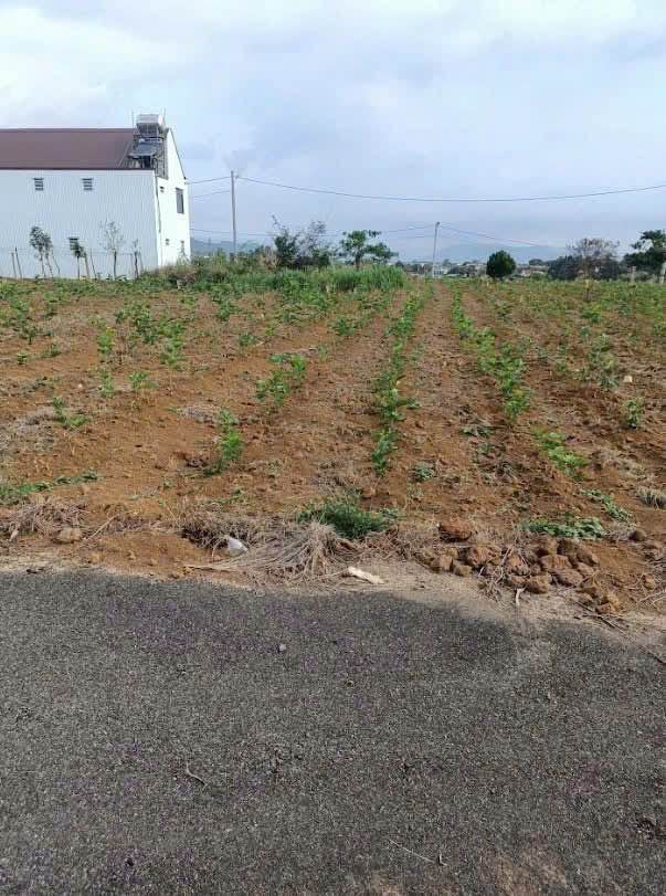 Đất nền hẻm Nguyễn Trãi P2 Bảo Lộc 138m² giá 1.35 tỷ - Xây dựng tự do, view thoáng!