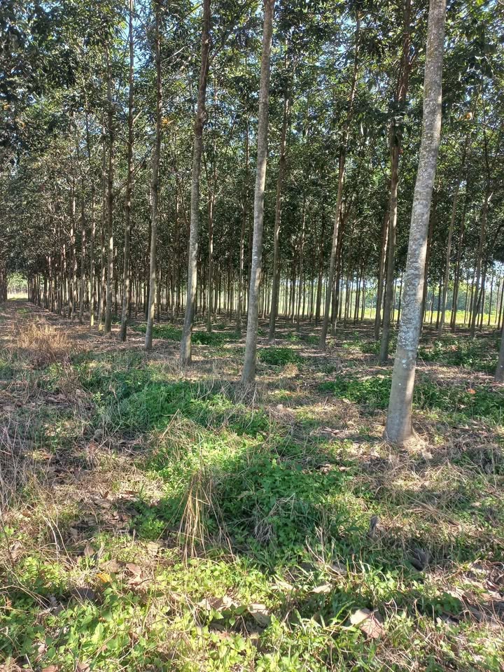 Đất cao su 9.600m² tại Thạnh Đông, Tân Châu - Giá chỉ 1.4 tỷ, không thương lượng!