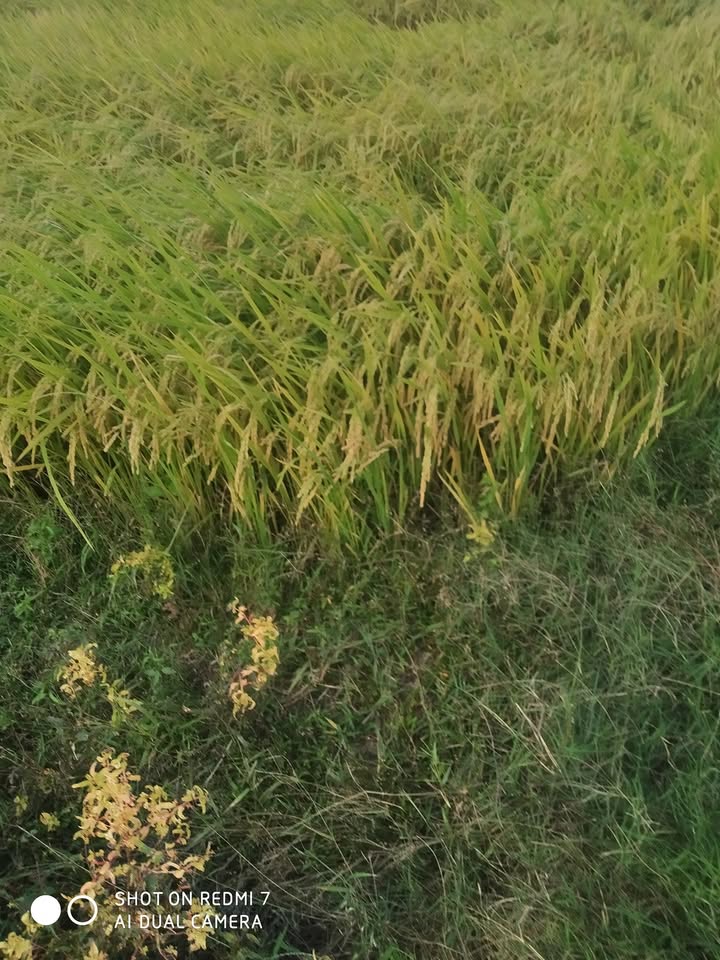 Đất nông nghiệp 20 sào tại Ninh Xuân, Ninh Hòa giá chỉ 300 triệu - Cơ hội đầu tư hấp dẫn!