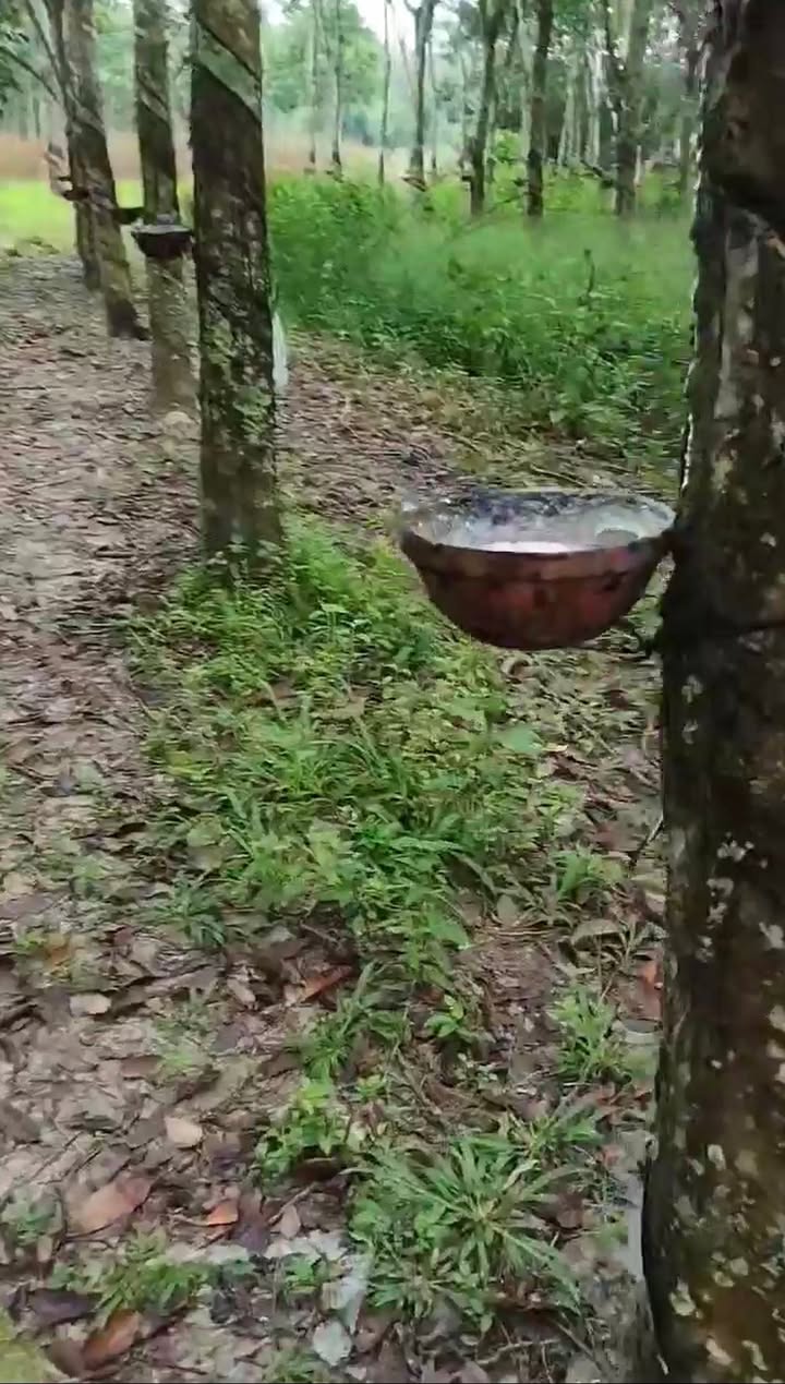 Đất cao su 4ha tại Minh Hòa, Dầu Tiếng chỉ 30 tỷ - Cơ hội đầu tư hấp dẫn!