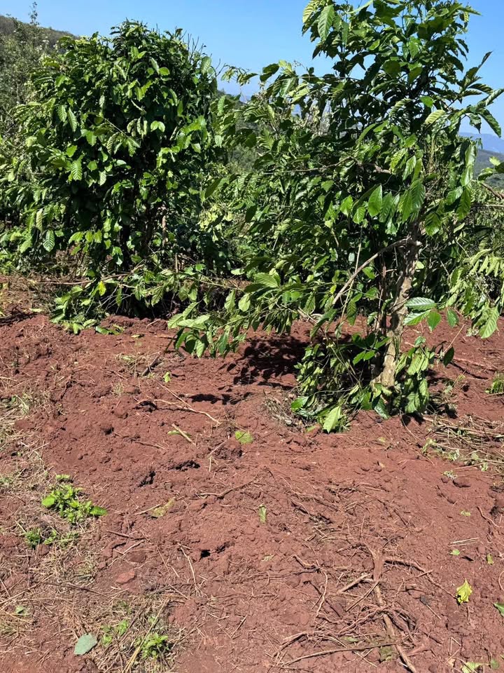 Đất nền 4 sào Ea Khal, Đắk Lắk giá 525 triệu - Đầu tư sinh lời ngay!