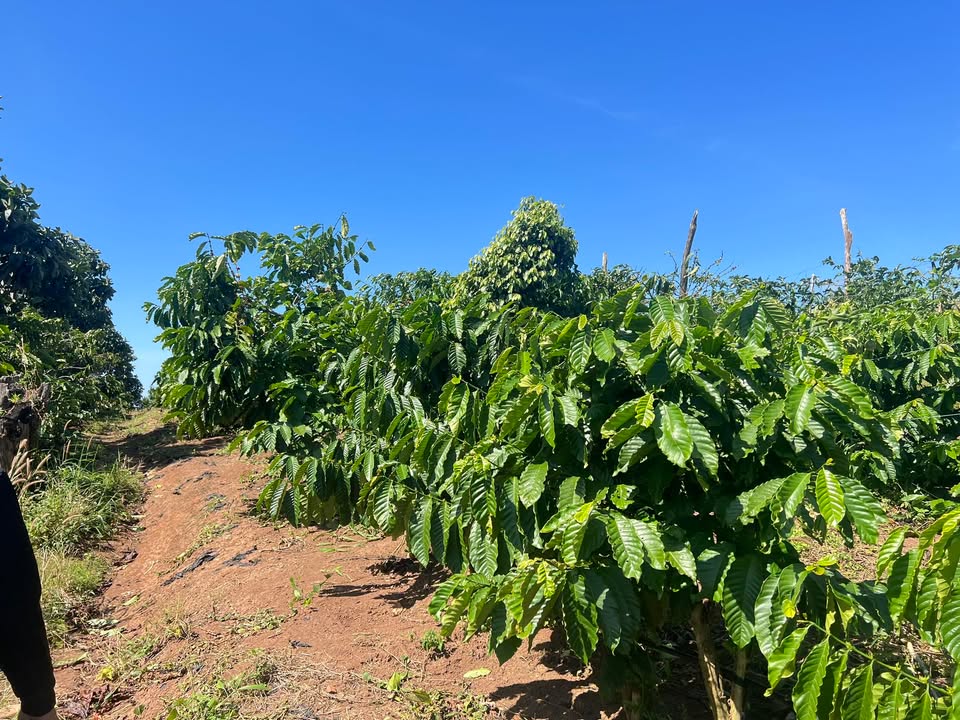 Farm đất rẫy thôn 8, Ea Khal 5800m² giá 1.4 tỷ - Đầu tư sinh lời hấp dẫn!