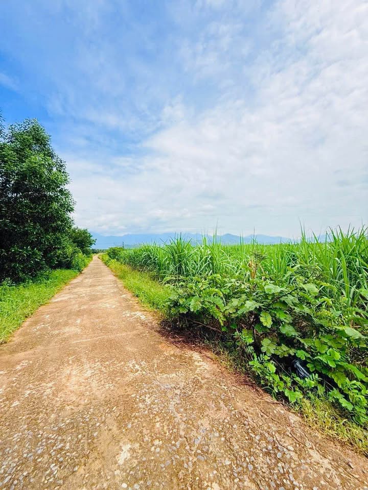 Đất nông nghiệp Diên Thọ 13.000m² giá 2.85 tỷ - Địa thế cao không ngập lụt!