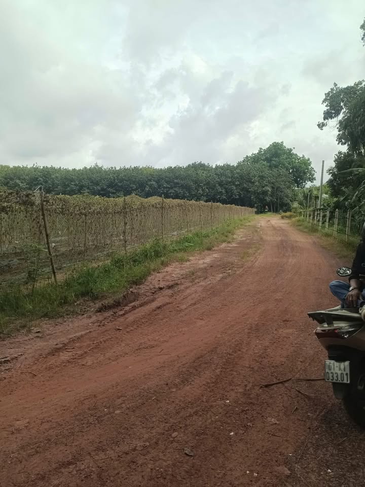 Đất SKC phường Hòa Lợi, Bến Cát, Bình Dương 1200m² - Giá đầu tư cực hấp dẫn!