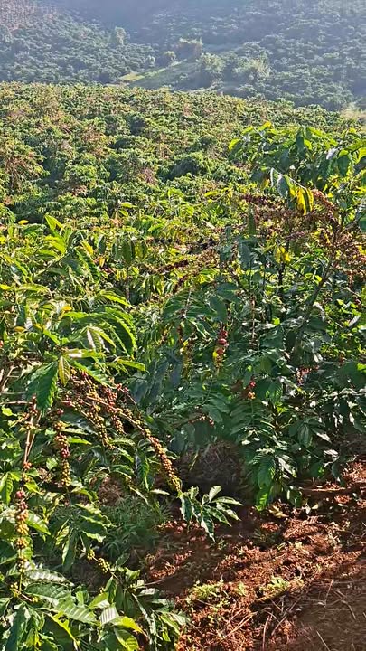 Đất Phúc Thọ Lâm Hà 9000m² giá 3.7 tỷ - Đầu tư tiềm năng