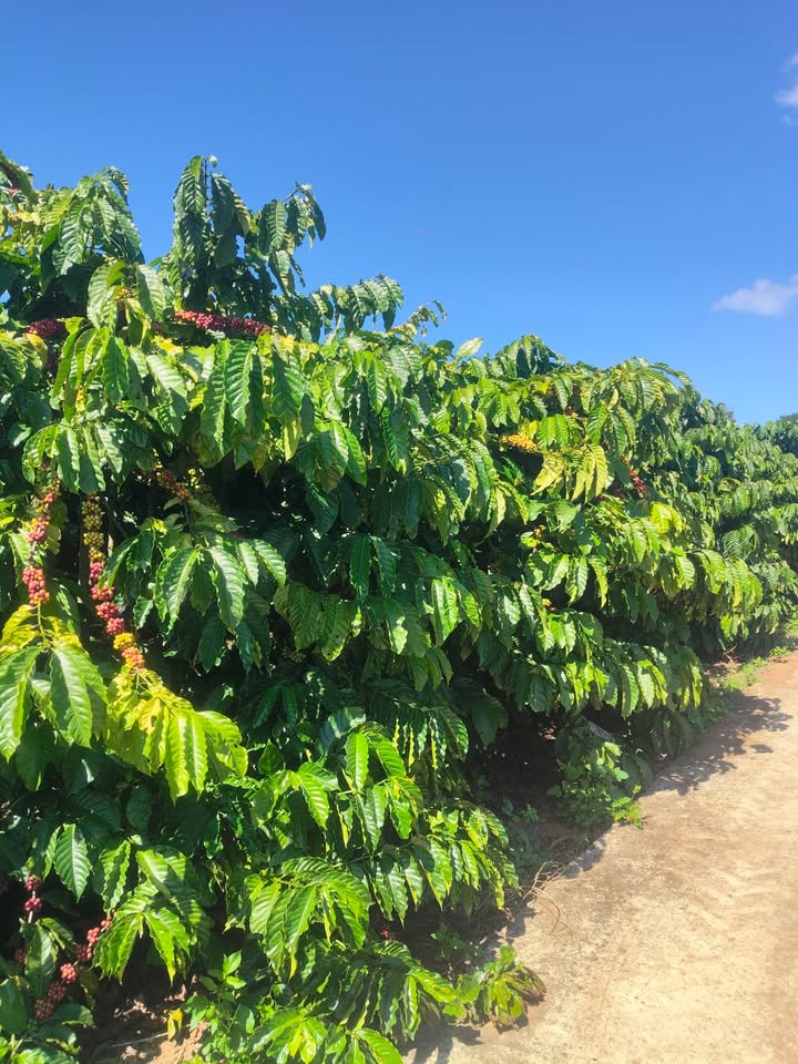 Đất nông nghiệp Phúc Thọ 1.8ha giá 3.5 tỷ - Mặt tiền đường bê tông