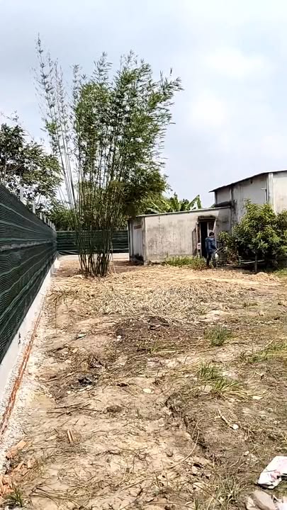 Bán Nhà Vườn Tân Thạnh Đông Củ Chi 1200m² giá 4.5 tỷ - Không thể bỏ lỡ!