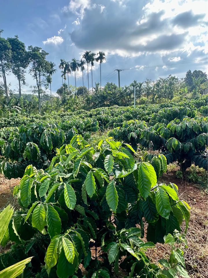 Đất nền 4036m² tại xã Quảng Tân, Tuy Đức - Giá chỉ 1,1 tỷ - Đầu tư sinh lời ngay!